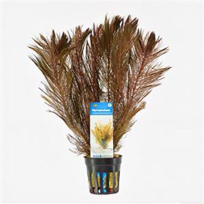 Myriophyllum mattogrossense - 6 stuks - aquarium plant