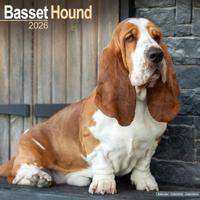 Basset Hound Kalender 2026