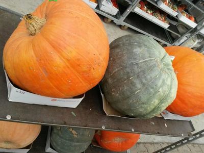 Pompoen 40 cm of groter XL - Warentuin natuurlijk