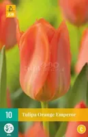Bloembollen Tulipa Orange Emperor 10st