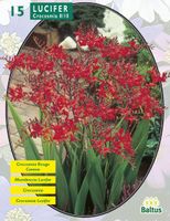 Zomer Bloembollen Crocosmia Lucifer per 15 - Baltus