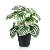 Peperomia 25 cm - Kunstplant Peperomia 25 cm - Kunstplant