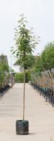 2 stuks! Japanse sierkers Prunus serrulata Kanzan h 250 cm st. omtrek 8 cm boom - Warentuin Natuurlijk
