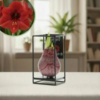 Amaryllis industrieel rood Amaryllis industrieel rood