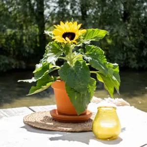 Zonnebloem plant - Helianthus - P12