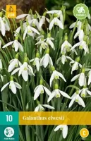 Bloembollen Galanthus elwesii 10st - thumbnail
