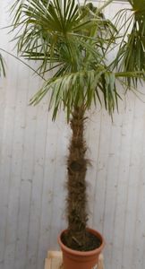 Winterharde Palmboom stamhoogte 150 cm en hoogte 300 cm - Warentuin Natuurlijk
