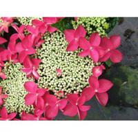 Hydrangea Macrophylla Classic® "Lady In Red"® schermhortensia - 30-40 cm - 1 stuks - thumbnail