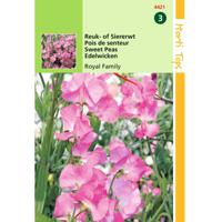 2 stuks Lathyrus Odoratus Royal Family Rose - thumbnail