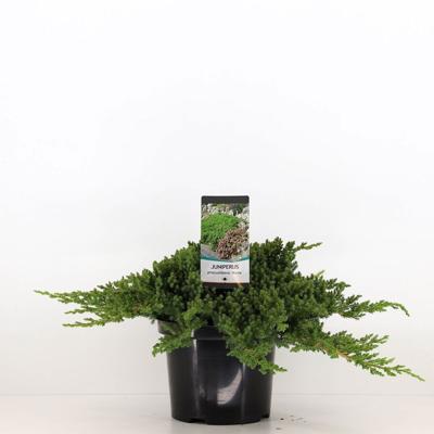 Juniperus procumbens nana 40 cm - Warentuin natuurlijk