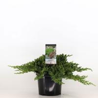 Juniperus procumbens nana 40 cm - Warentuin natuurlijk Juniperus procumbens nana 40 cm - Warentuin natuurlijk