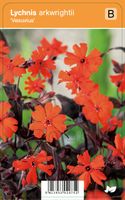 Vips Lychnis arkwrightii Vesuvius - Koekoeksbloem