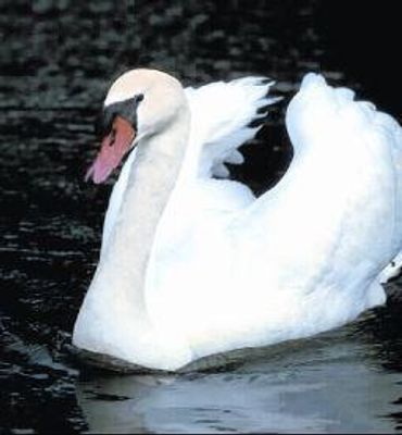 Swan (zwaan)