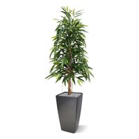 Longifolia Royal kunstboom 150cm