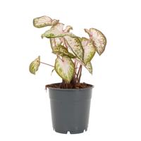 Caladium Pink Gem - P 12 cm