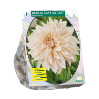 Dahlia Cafe au Lait 1 stuks bloembollen Baltus - Baltus