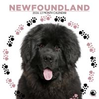 Newfoundlander Kalender 2026