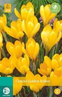 Crocus Golden Yellow 12 bollen - Jub