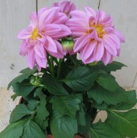 2 stuks! Dahlia roze Warentuin Natuurlijk - Warentuin natuurlijk