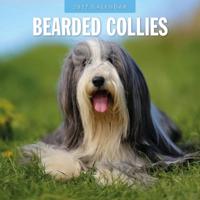 Bearded Collie Kalender 2027