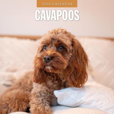Cavapoos Kalender 2026