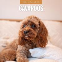 Cavapoos Kalender 2026