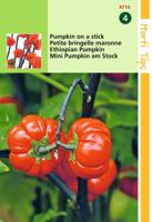 Solanum Aetthiopicum, Pumpkin on a stick op op - Hortitops