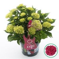 Hydrangea Macrophylla Music Collection "Pink Pop"® boerenhortensia - 30-40 cm - 1 stuks