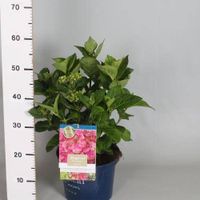 Hortensia