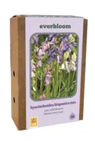 Jub Dooss hyacinthoides hisp. mix 25st