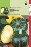 Pompoenen Nutty Delica F1 Hybride - Hortitops