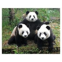 Dieren magneet 3D panda familie