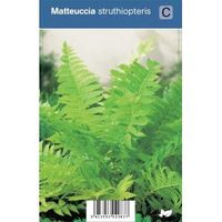 Bekervaren (matteuccia struthiopteris) schaduwplant - 12 stuks