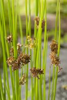 Pitrus / Juncus effusus