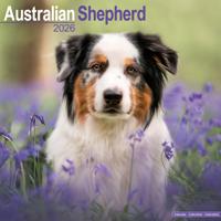Australian Shepherd Kalender 2026