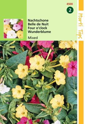 Mirabilis Jalapa Gemengd - Hortitops