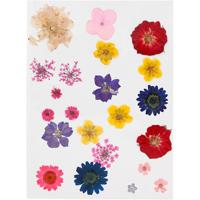 Creativ Company Gedroogde bloemen en bladeren, diverse kleuren, 1 doos