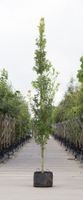 Zuil eik Quercus robur Fastigiate Koster h 450 cm st. h 30 cm - Warentuin Natuurlijk