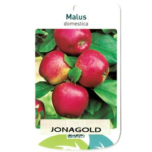 Malus Domestica Jonagold - Oosterik Home