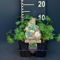 Ooievaarsbek (geranium cantabrigiense "Biokovo") bodembedekker - 6-pack - 1 stuks - thumbnail