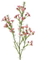 Waxbloem Chamelaucium uncinatum met 36 bloemen & 18 plastic knoppen 63 cm - Top art
