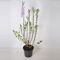 Sering (syringa vulgaris "Lavender Lady") - 90-120 cm - 1 stuks - thumbnail