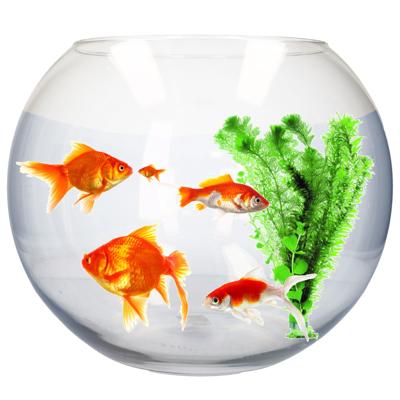 Transparante vissenkom - ronde Bol vorm - aquarium / ronde viskom - glas - 31 x 40 cm