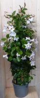 Dipladenia Mandevilla Sundaville wit 140 cm Warentuin Natuurlijk - Warentuin natuurlijk