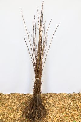 Acacia