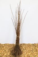Acacia