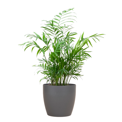 Chamadorea Elegans met Viber grijs - 55cm - Ø17