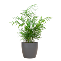 Chamadorea Elegans met Viber grijs - 55cm - Ø17