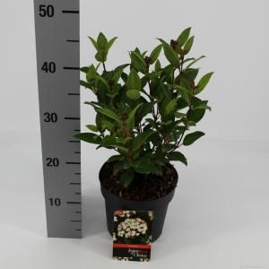 Sneeuwbal (Viburnum tinus “Ladybird”®) heester - 20-25 cm (C2) - 6 stuks