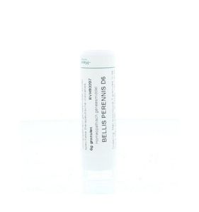 Bellis perennis D6